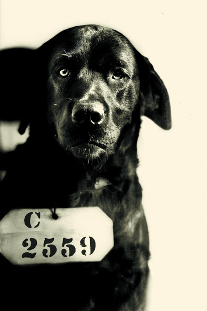 Photo of Prep the prison dog