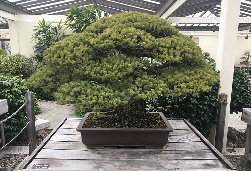 hiroshima-bonsai-tree-1