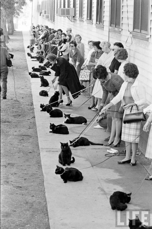 black-cats-1
