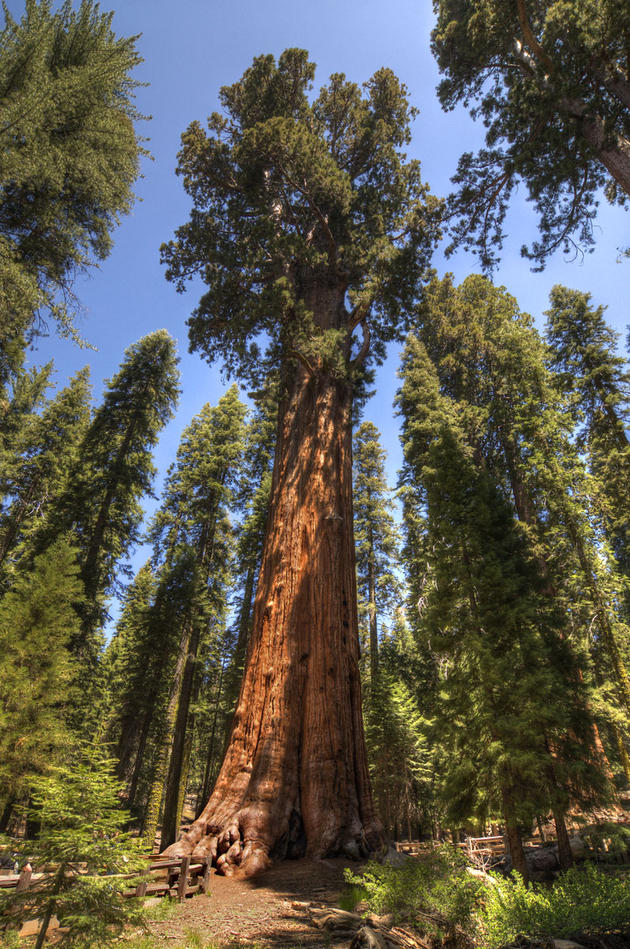 biggest-tree-in-the-world-general-sherman