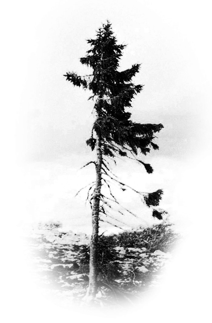 oldest-tree-3