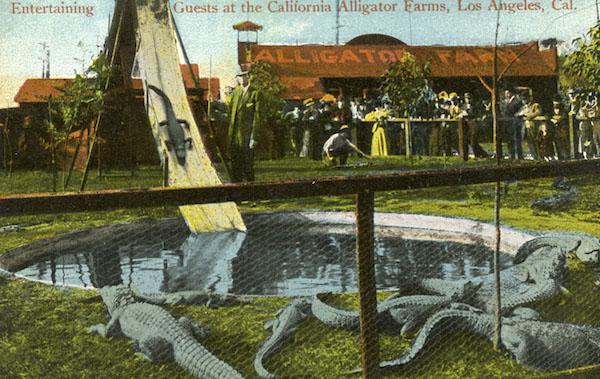 Alligator Park 2